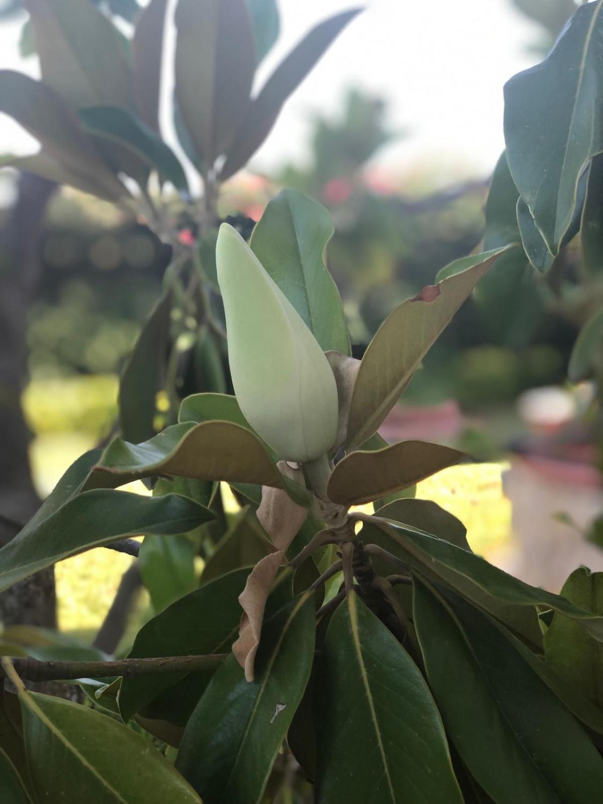 Le Tre Palme Villa Fontane Bianche Kültér fotó